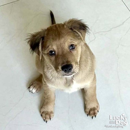 Chip, an adoptable Spaniel in Washington, DC
