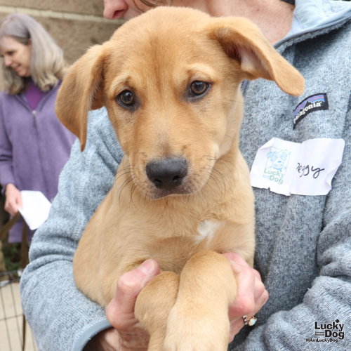 Chip, an adoptable Spaniel in Washington, DC