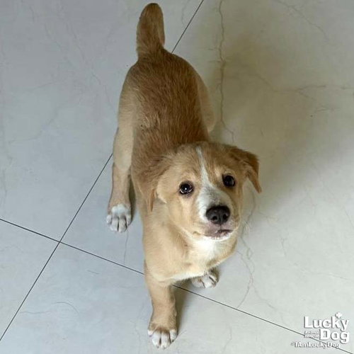 Chris, an adoptable Spaniel in Washington, DC