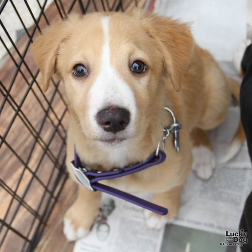 Chris, an adoptable Spaniel in Washington, DC