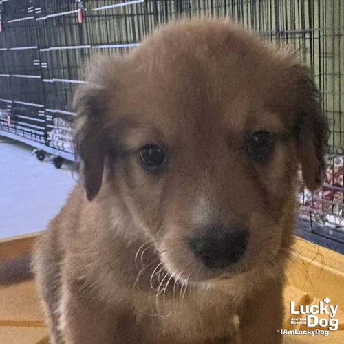 Chuck, an adoptable Spaniel in Washington, DC