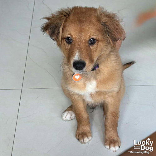 Chuck, an adoptable Spaniel in Washington, DC