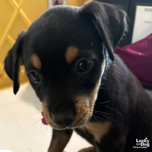 Chani, an adoptable Spaniel in Washington, DC