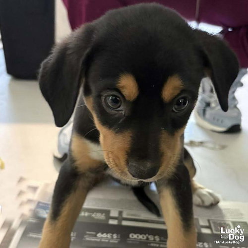 Chia, an adoptable Spaniel in Washington, DC