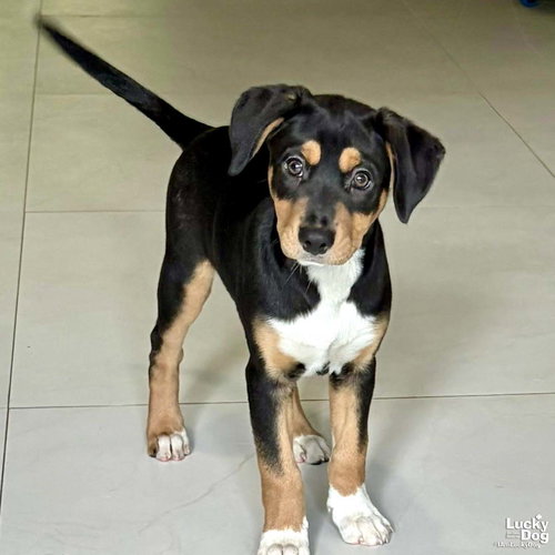 Chia, an adoptable Spaniel in Washington, DC