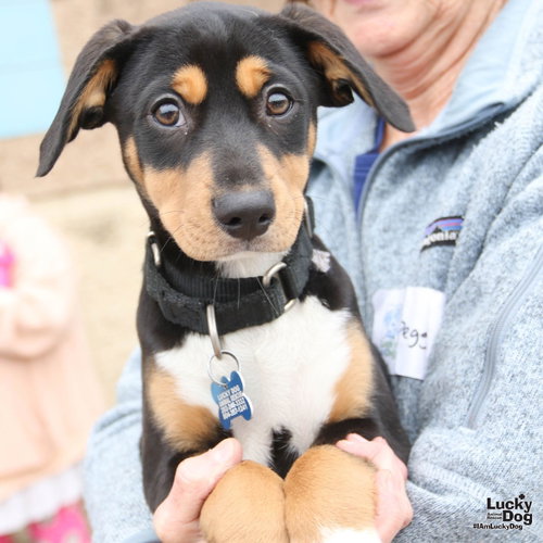 Chia, an adoptable Spaniel in Washington, DC