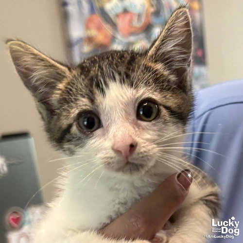 Pinsy, Baby Domestic Short Hair / Mixed (short coat), cat for adoption in Bowie, Maryland