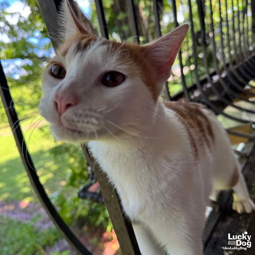 Tom, Adult Domestic Short Hair / Mixed (short coat), cat for adoption in Bowie, Maryland