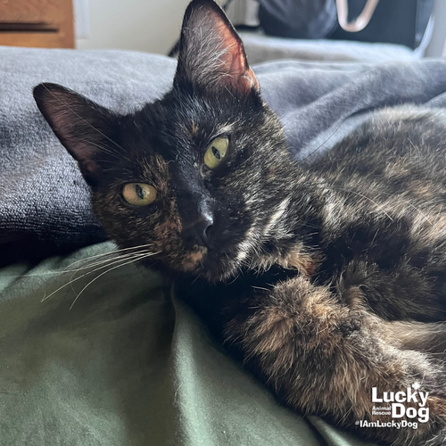 Rain, Adult Domestic Short Hair / Mixed (short coat), cat for adoption in Bowie, Maryland