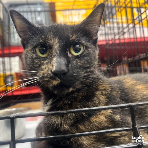 Rain, Adult Domestic Short Hair / Mixed (short coat), cat for adoption in Annapolis, Maryland