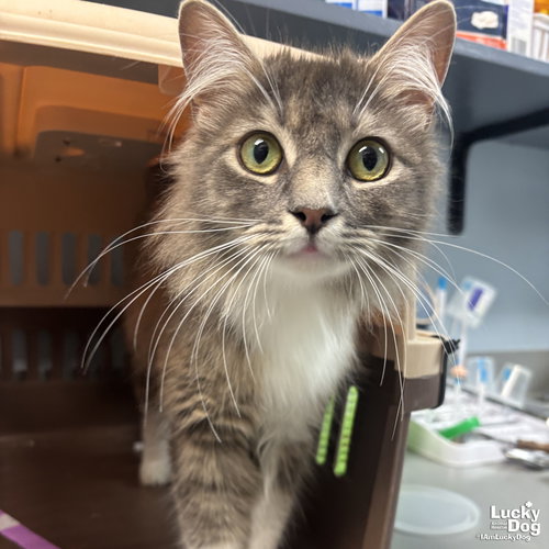 Dominique, an adoptable Domestic Long Hair in Washington, DC
