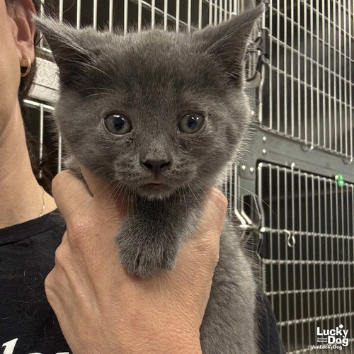Patriot, Baby Domestic Short Hair / Mixed (short coat), cat for adoption in Bowie, Maryland