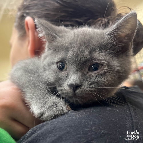 Patriot, Baby Domestic Short Hair / Mixed (short coat), cat for adoption in Annapolis, Maryland