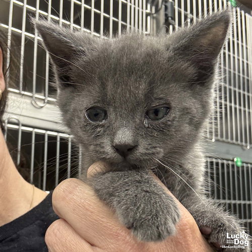 Pride, Baby Domestic Short Hair / Mixed (short coat), cat for adoption in Bowie, Maryland