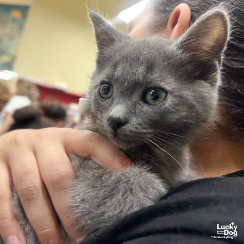 Pride, Baby Domestic Short Hair / Mixed (short coat), cat for adoption in Annapolis, Maryland