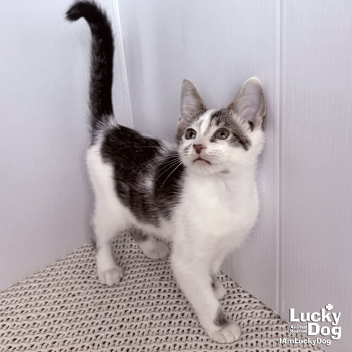 Nigel, an adoptable Domestic Short Hair in Washington, DC