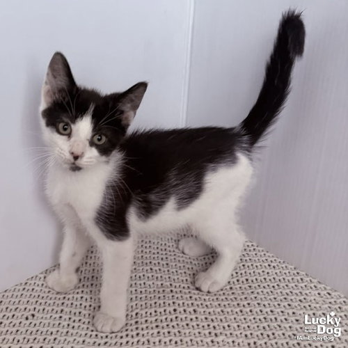 Nolan, an adoptable Domestic Short Hair in Washington, DC