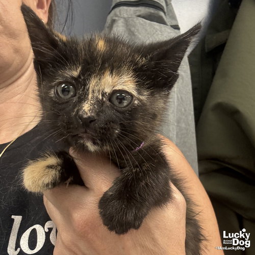 My Pinkie Pie, an adoptable Domestic Short Hair in Washington, DC