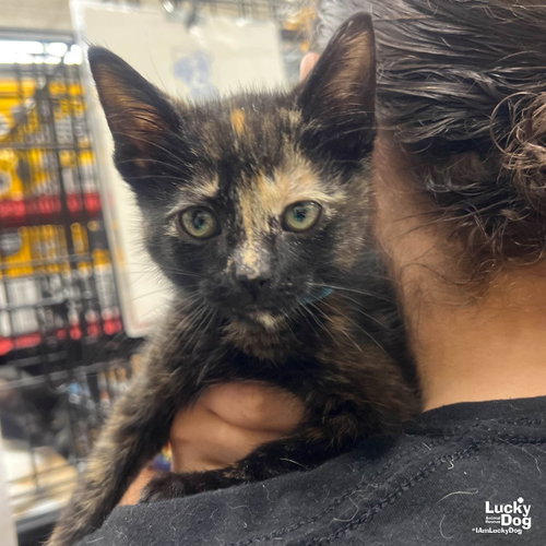 My Pinkie Pie, Baby Domestic Short Hair / Mixed (short coat), cat for adoption in Annapolis, Maryland