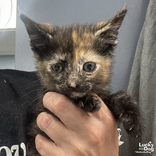 My Twilight Sparkle, Baby Domestic Short Hair / Mixed (short coat), cat for adoption in Bowie, Maryland