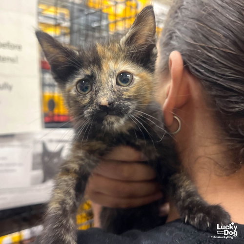 My Twilight Sparkle, Baby Domestic Short Hair / Mixed (short coat), cat for adoption in Annapolis, Maryland