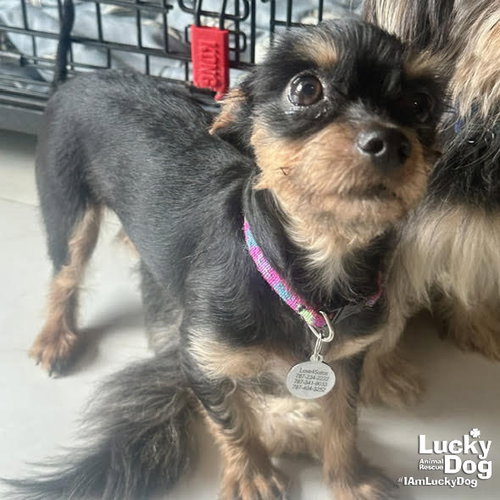 Linda, an adoptable Terrier in Washington, DC