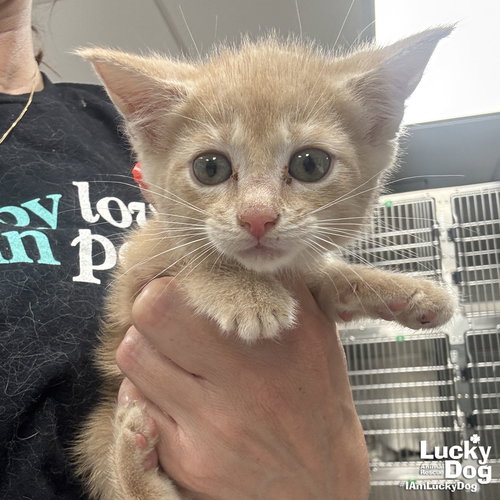 My Fluttershy, an adoptable Domestic Short Hair in Washington, DC