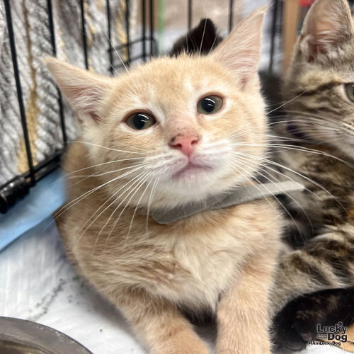 My Fluttershy, Baby Domestic Short Hair / Mixed (short coat), cat for adoption in Annapolis, Maryland