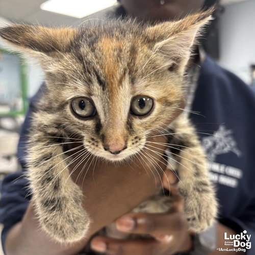 My Rarity, Baby Domestic Short Hair / Mixed (short coat), cat for adoption in Bowie, Maryland
