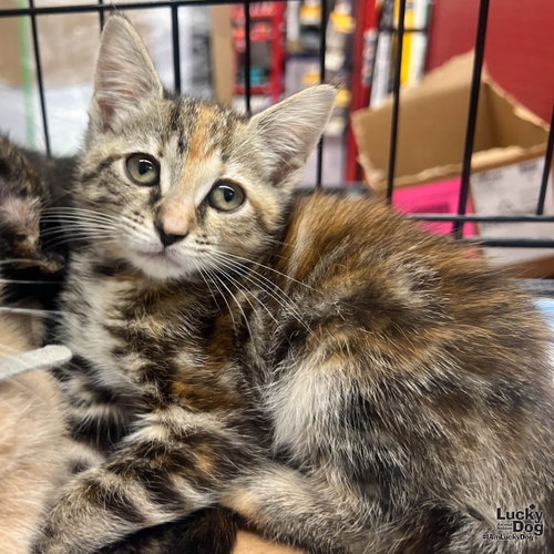 My Rarity, Baby Domestic Short Hair / Mixed (short coat), cat for adoption in Annapolis, Maryland