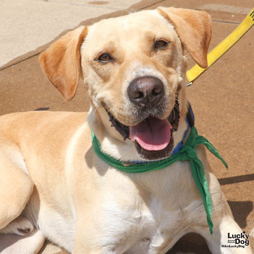 Milo, an adoptable Retriever in Washington, DC