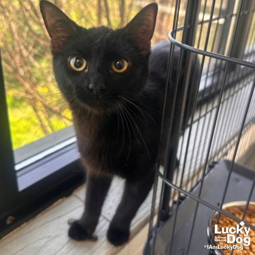 Edith, Young Domestic Short Hair / Mixed (short coat), cat for adoption in Bowie, Maryland
