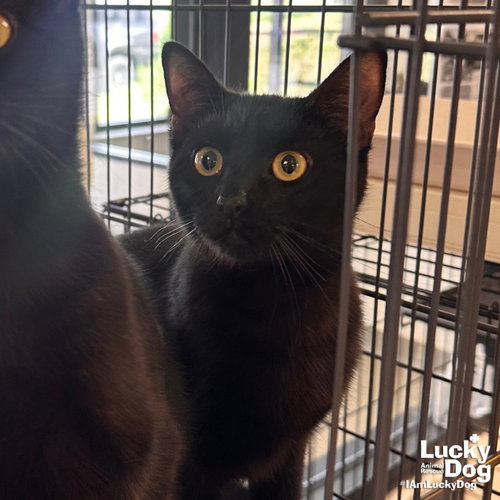 Darlene, Young Domestic Short Hair / Mixed (short coat), cat for adoption in Bowie, Maryland