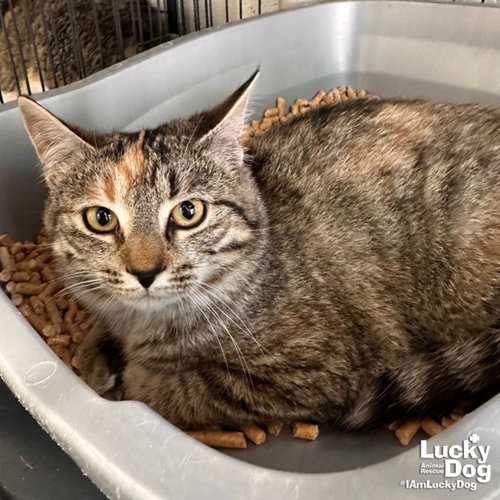 Maysilee, Young Domestic Short Hair / Mixed (short coat), cat for adoption in Bowie, Maryland
