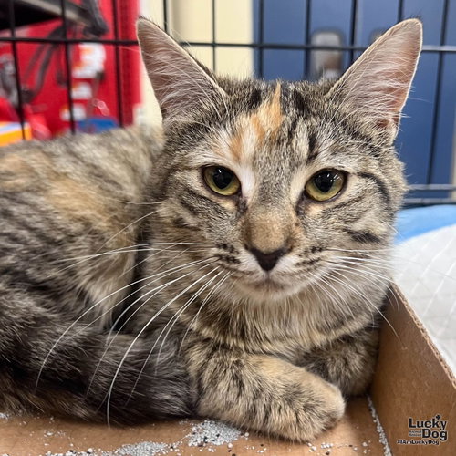Maysilee, Young Domestic Short Hair / Mixed (short coat), cat for adoption in Annapolis, Maryland