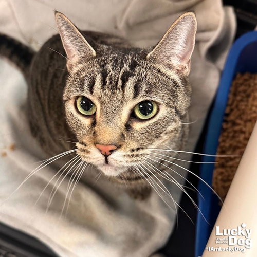 Ty, Adult Domestic Short Hair / Mixed (short coat), cat for adoption in Bowie, Maryland