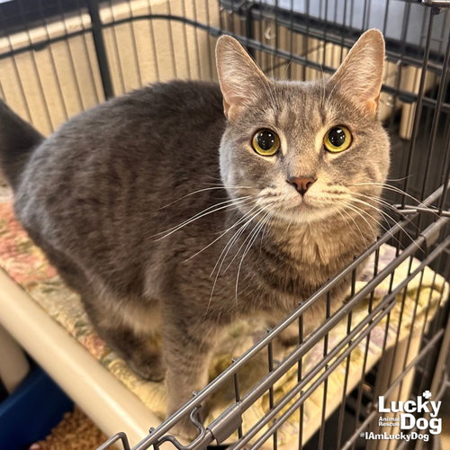 Tiger, an adoptable Domestic Medium Hair in Washington, DC
