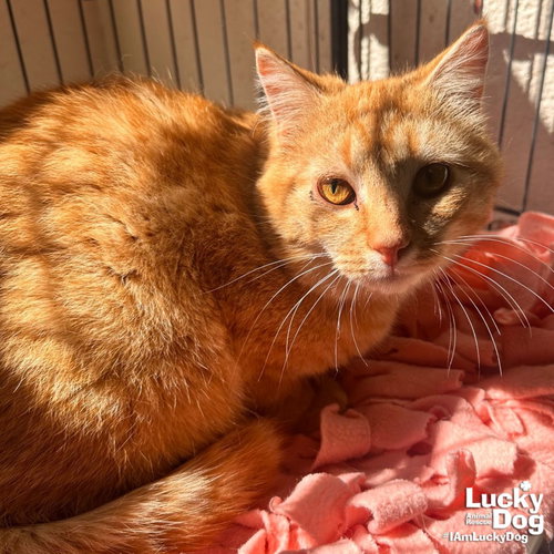 Cato, Adult Domestic Short Hair / Mixed (short coat), cat for adoption in Bowie, Maryland