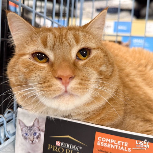 Cato, a cat for adoption from Lucky Dog Animal Rescue