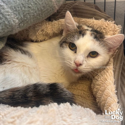 Limerick, Young Domestic Short Hair / Mixed (short coat), cat for adoption in Bowie, Maryland