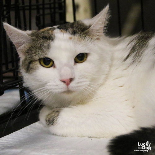 Limerick, an adoptable Domestic Short Hair in Washington, DC