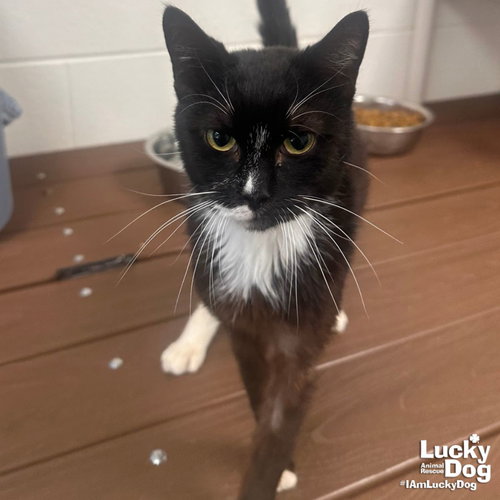 Pippin, Young Domestic Short Hair / Mixed (short coat), cat for adoption in Bowie, Maryland