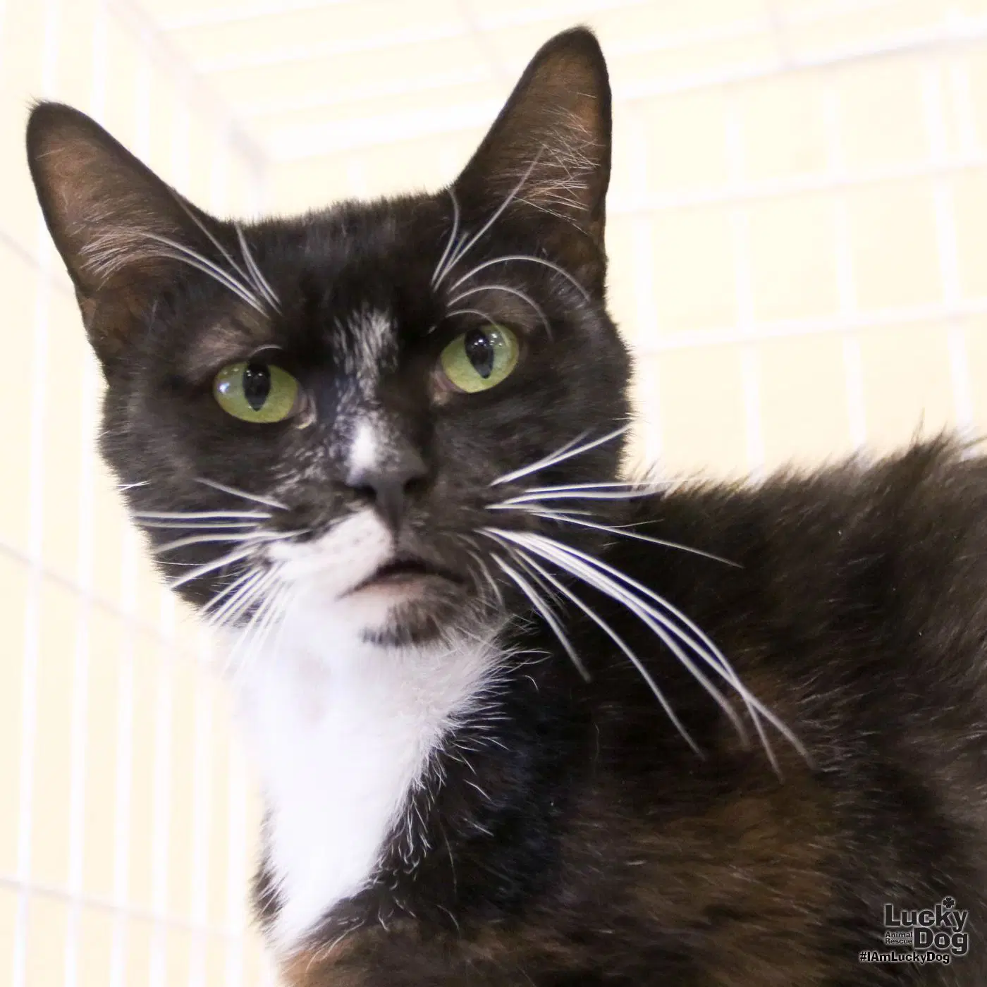 Pippin - Domestic Short Hair