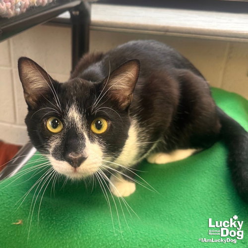 Dean, Young Domestic Short Hair / Mixed (short coat), cat for adoption in Bowie, Maryland