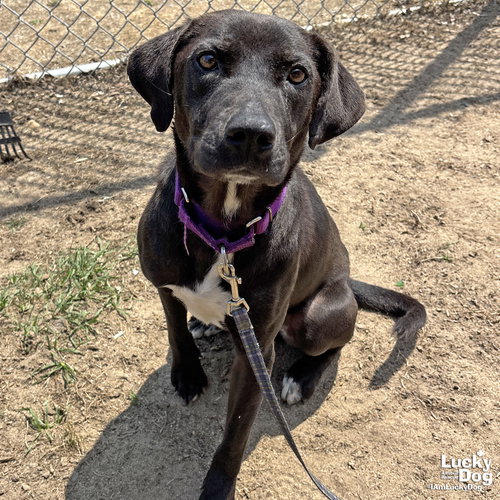 Northern Star, an adoptable Retriever in Washington, DC