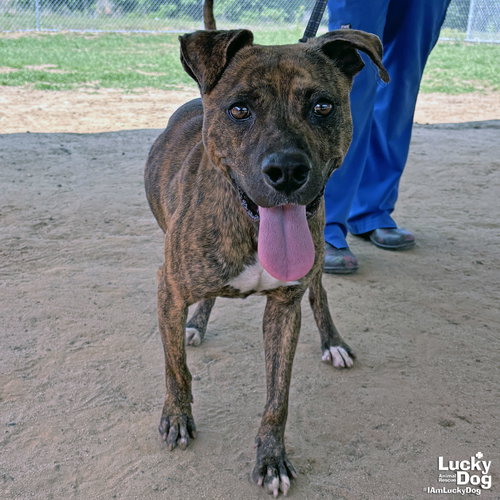 Thatcher, an adoptable Hound in Washington, DC