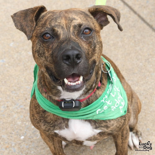 Thatcher, a dog for adoption from Lucky Dog Animal Rescue