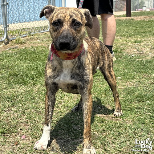 Jasmine, an adoptable Retriever in Washington, DC