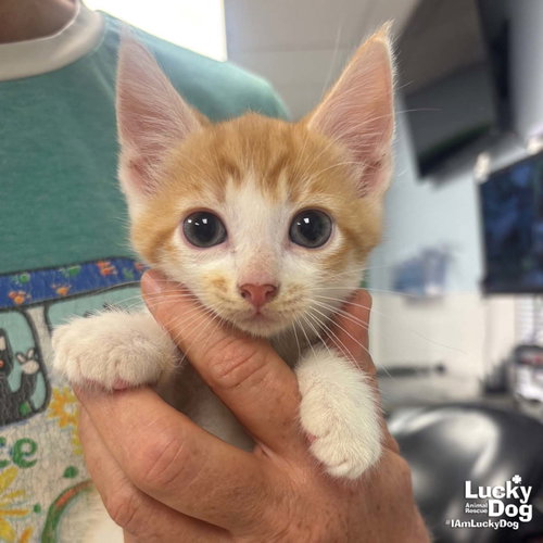 Herb, Baby Domestic Short Hair / Mixed (short coat), cat for adoption in Annapolis, Maryland