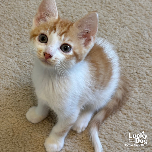 Herb, Baby Domestic Short Hair / Mixed (short coat), cat for adoption in Annapolis, Maryland